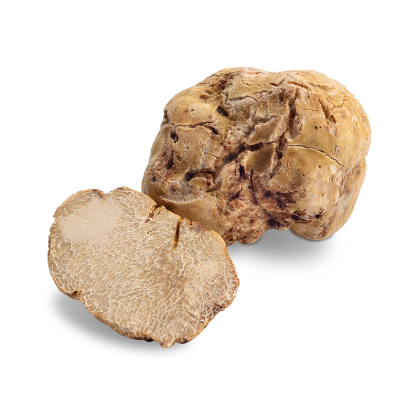Tartufo Bianco Pregiato Invernale – Tuber Magnatum Pico